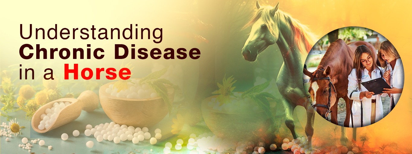 Understanding Chronic Disease in a Horse